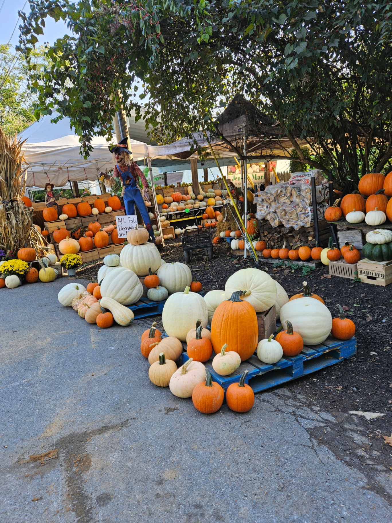 Fall pumpkin display with scarecrow at Jenny's Market