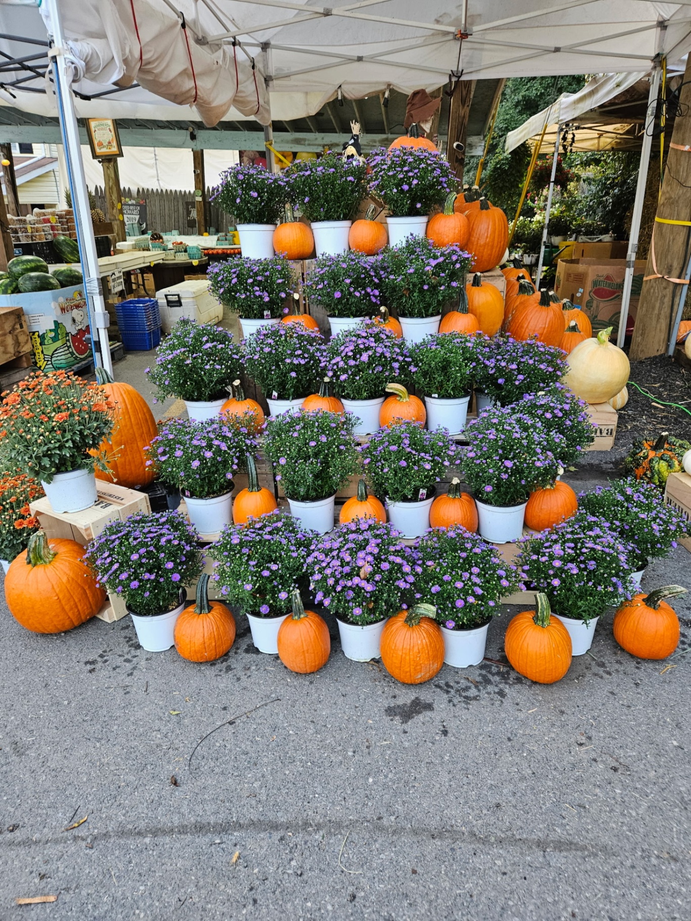 Mums and pumpkins