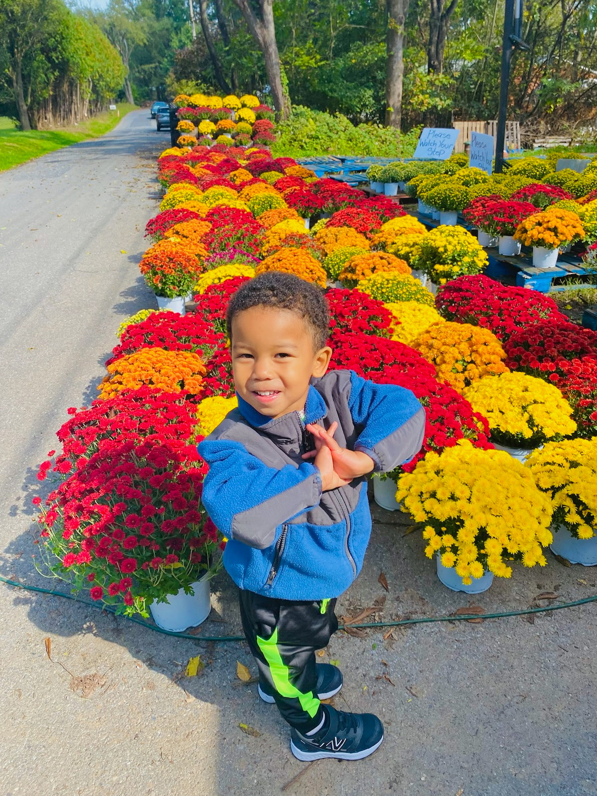 A row of red, yellow and orange fall mums along the market drive
